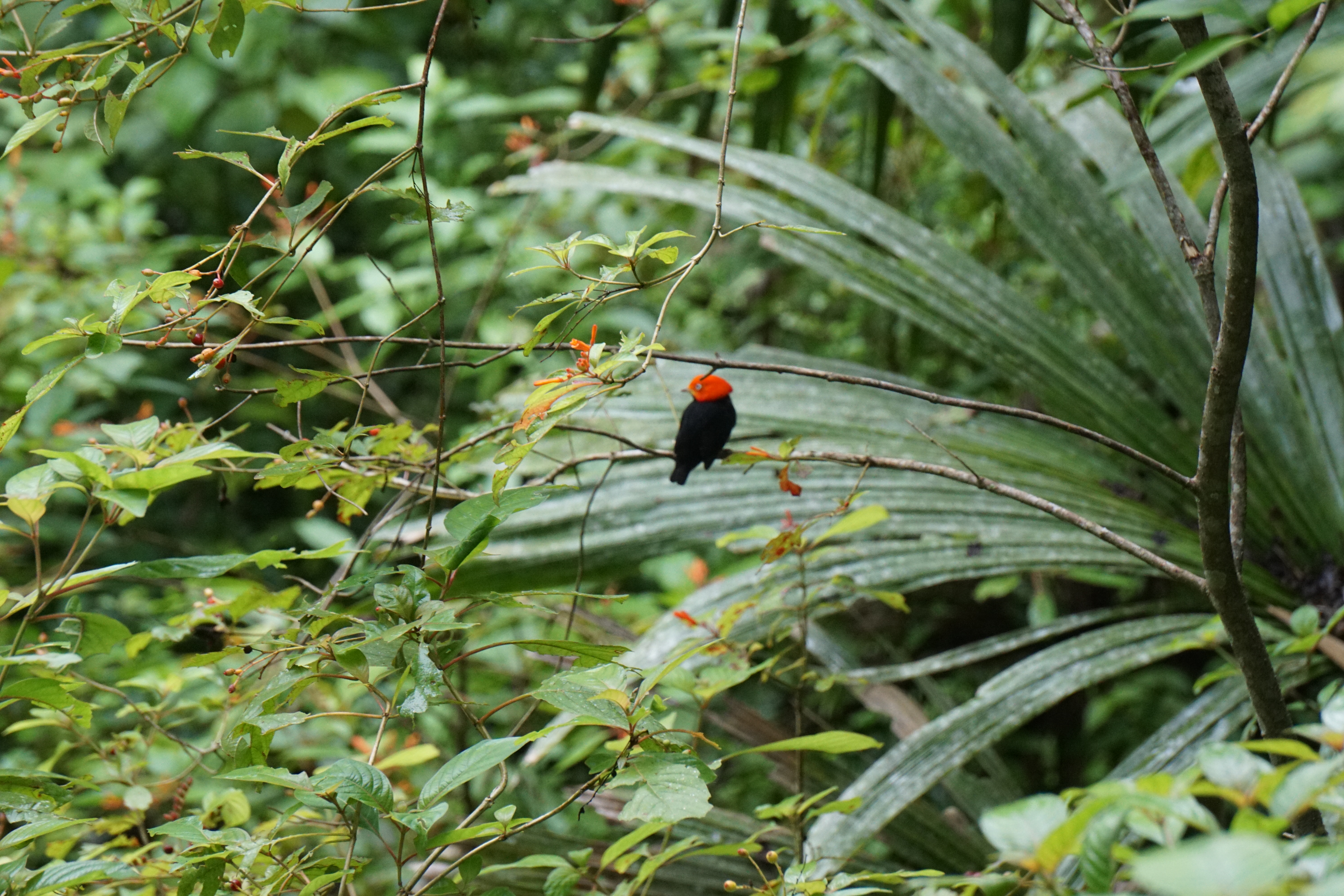 red capped manakin - birding belize the jungle