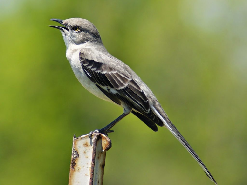 Northern Mockingbird Sounds A Birds Delight