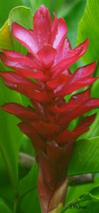 ginger lily - birding belize the jungle