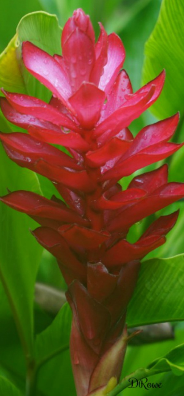 ginger lily - birding belize the jungle