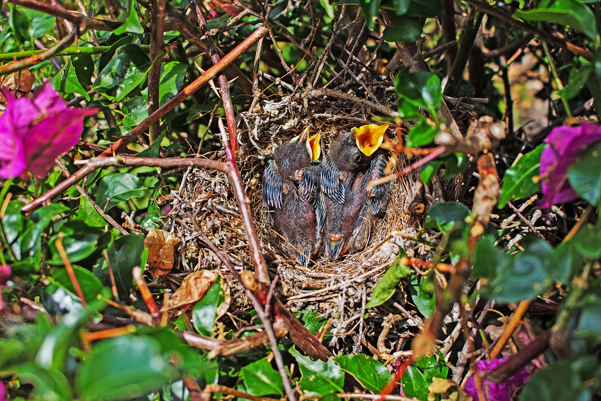 mockingbird nest - northern mockingbird sounds
