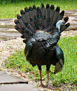 ocelated turkey - birding belize