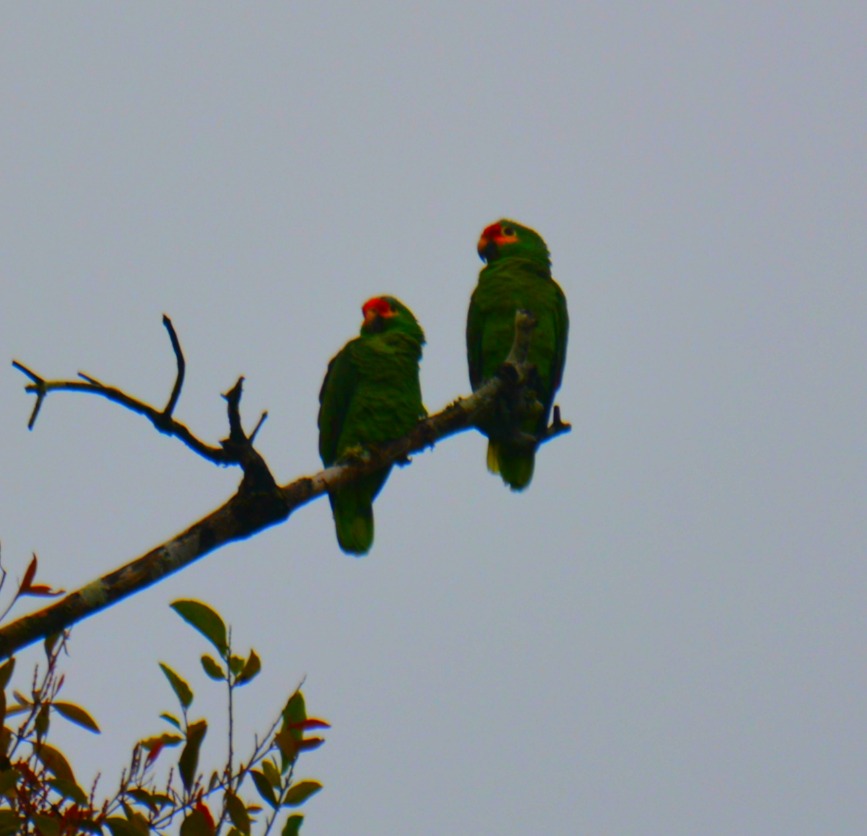 Parrots - birding belize