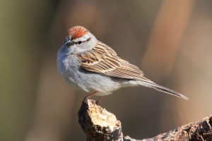 chipping sparrow - facts about sparrows