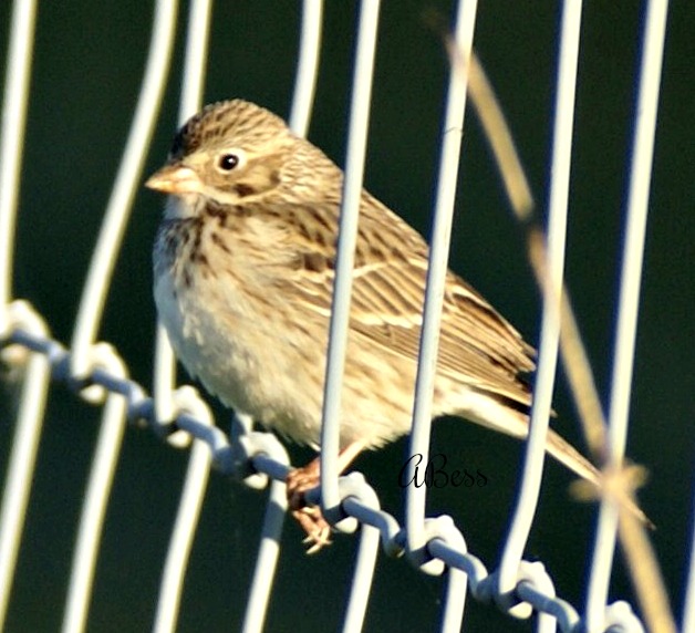 vesper sparrow - facts about sparrows
