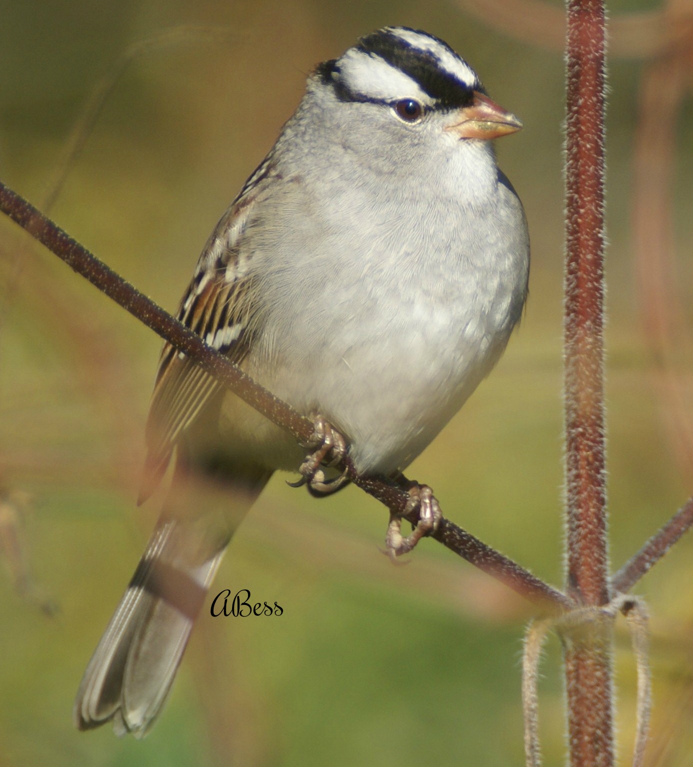 white crowned sparrow - facts about sparrows