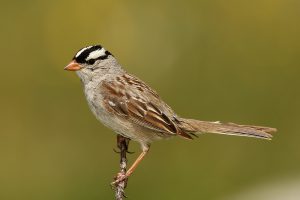 white crowned sparrow - facts about sparrows