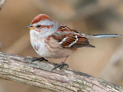 american tree sparrow - facts about sparrows