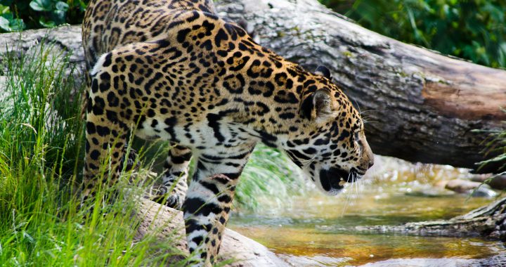 Jaguar - Birding Trip Belize