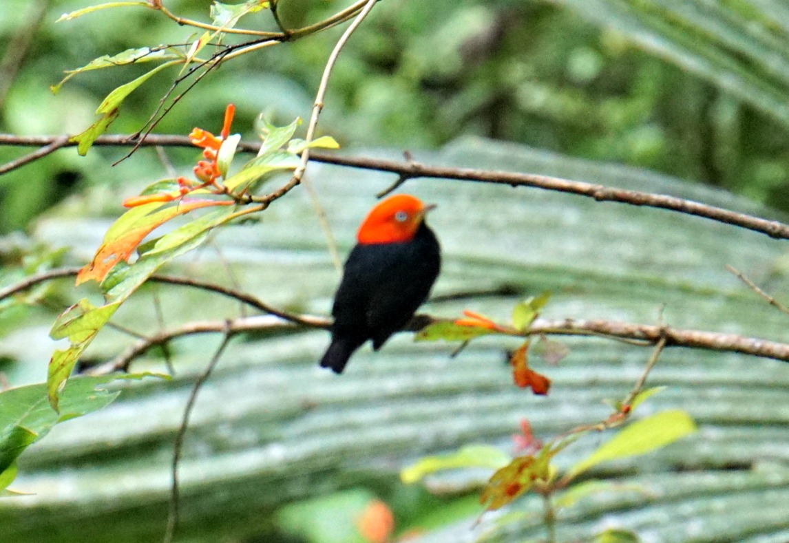 redcapped manakin - birding belize the jungle