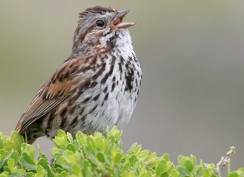 song sparrow - facts about sparrows