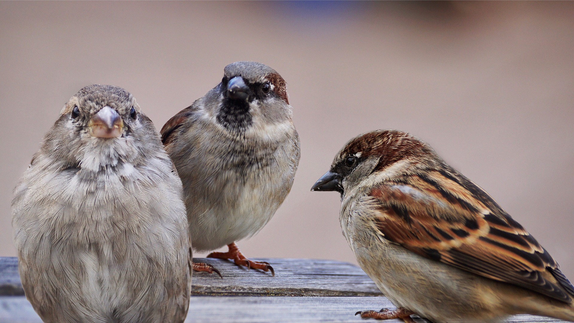 house sparrows - facts about sparrows