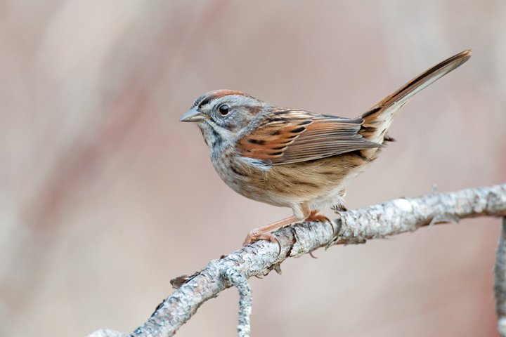 swamp sparrow - facts about sparrows