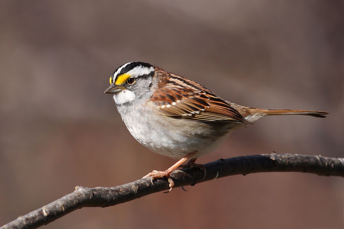 white throated sparrow - facts about sparrows