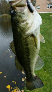 large mouth bass in our pond - Winter Birds are starting to arrive