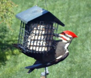 Pileated woodpecker - suet for the birds