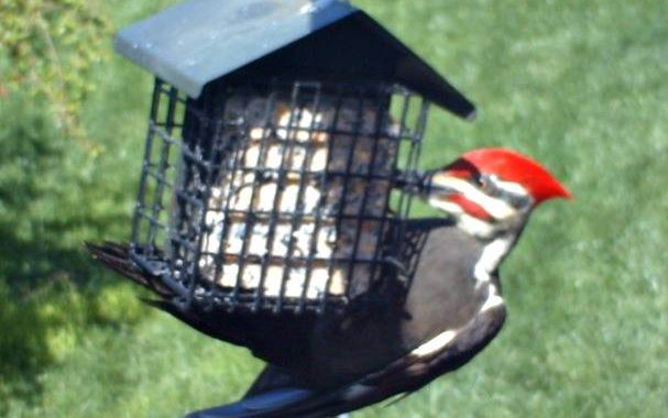 Pileated woodpecker - suet for the birds