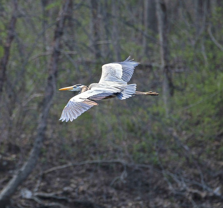 great blue heron - great blue heron or a crane