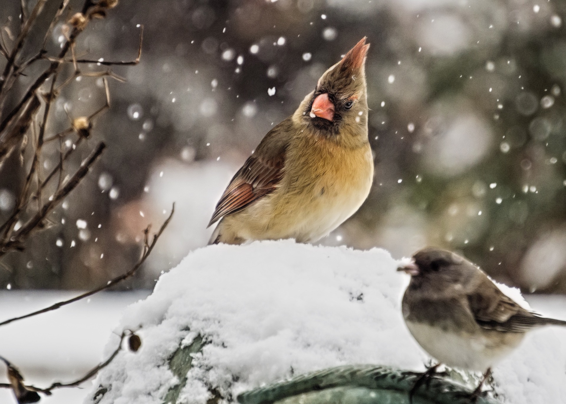female cardinal and dark-eyed junco in snow- birds in the snow