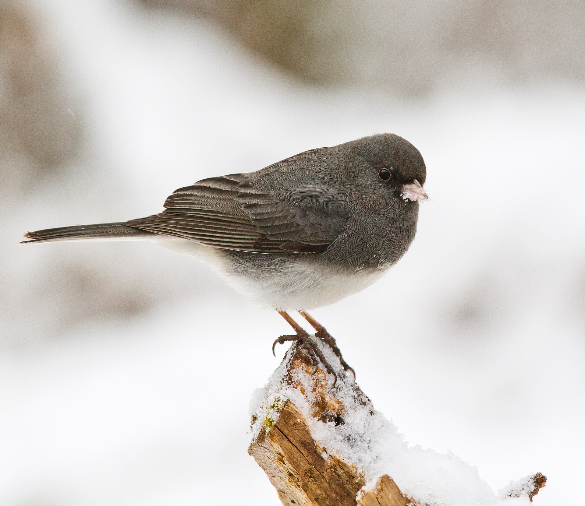 dark-eyed junco - winter birds are starting to arrive
