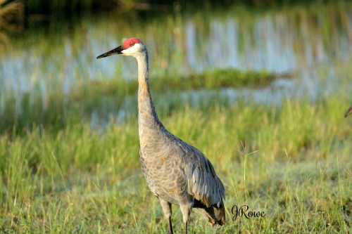 sandhill crane - sandhill crane migration