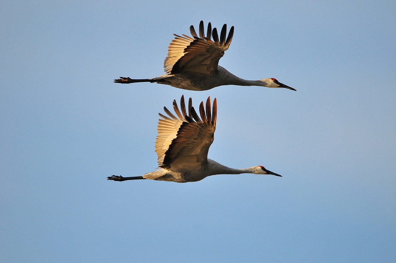 sandhill cranes - great blue heron or a crane