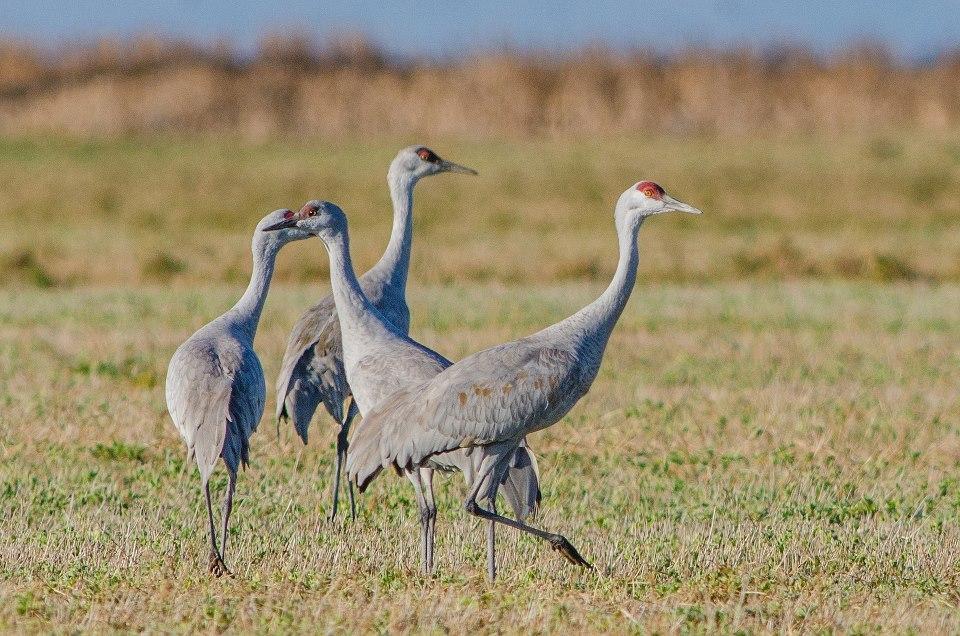 sandhill cranes - Sandhill crane migration