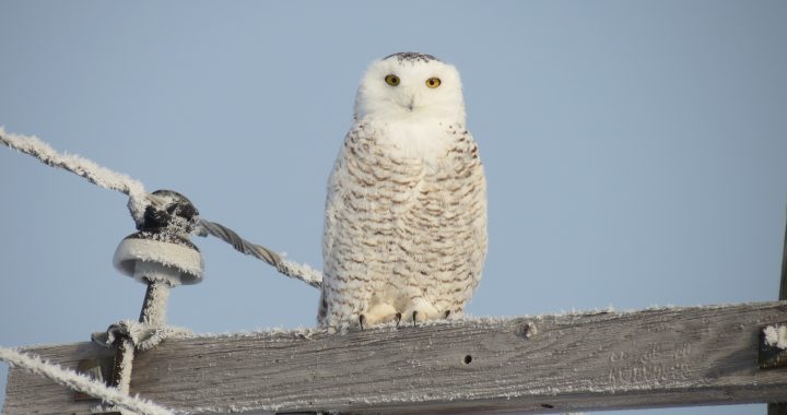 snowy owl - snowy owl facts