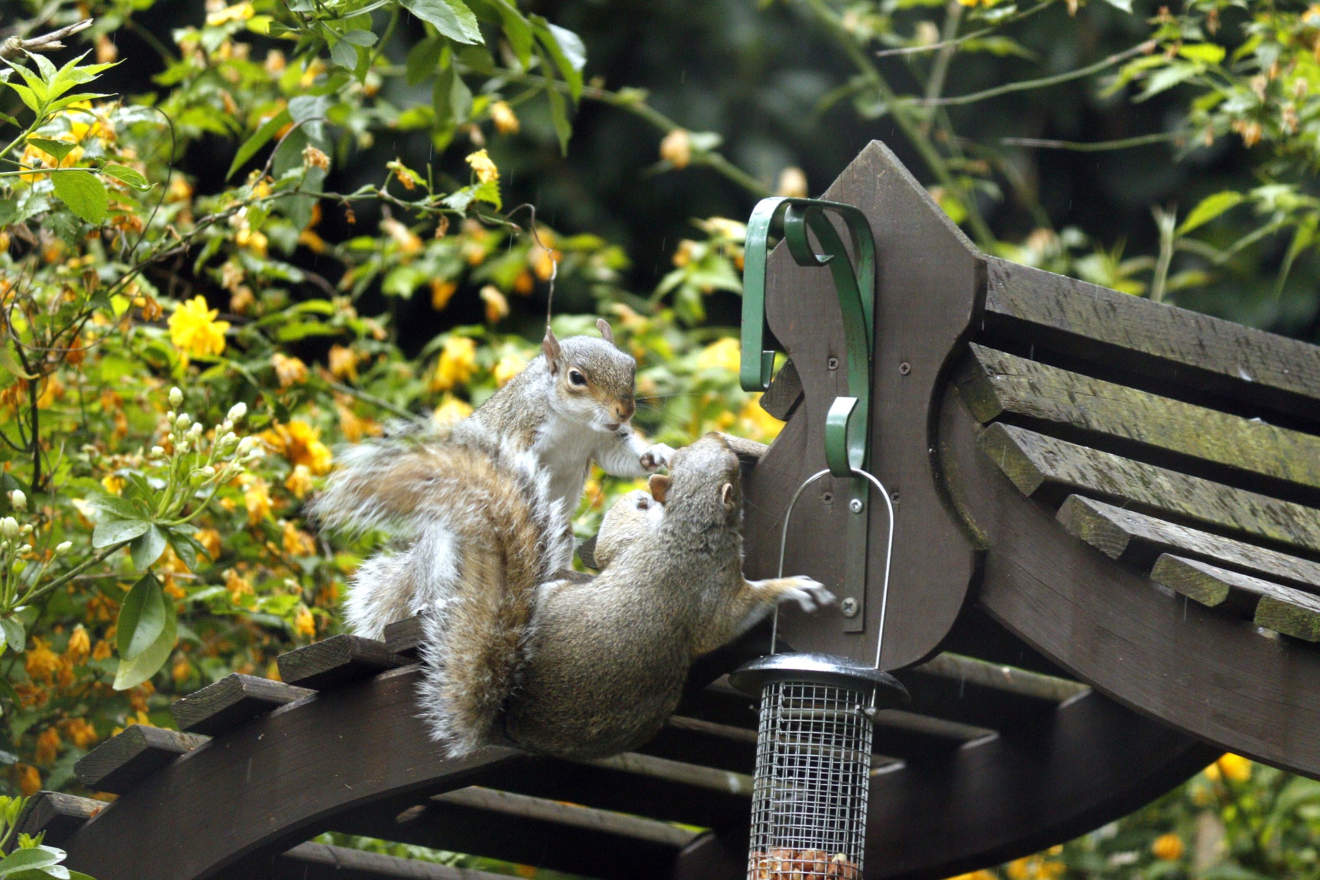Squirrel at feeder -