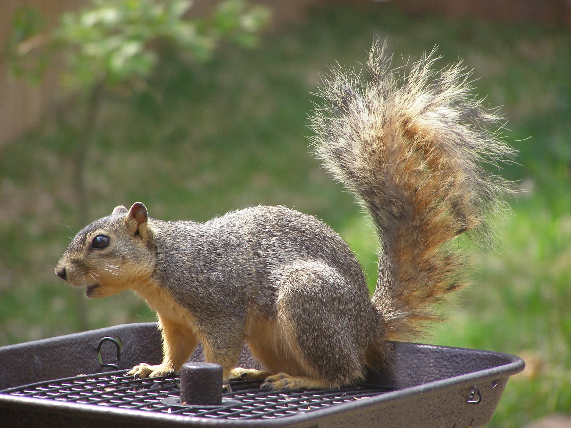 squirrel on feeder - feeding wild squirrels