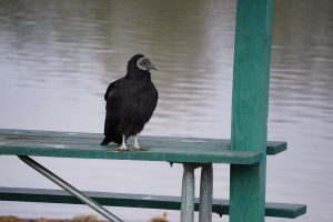 black vulture - what is a turkey vulture