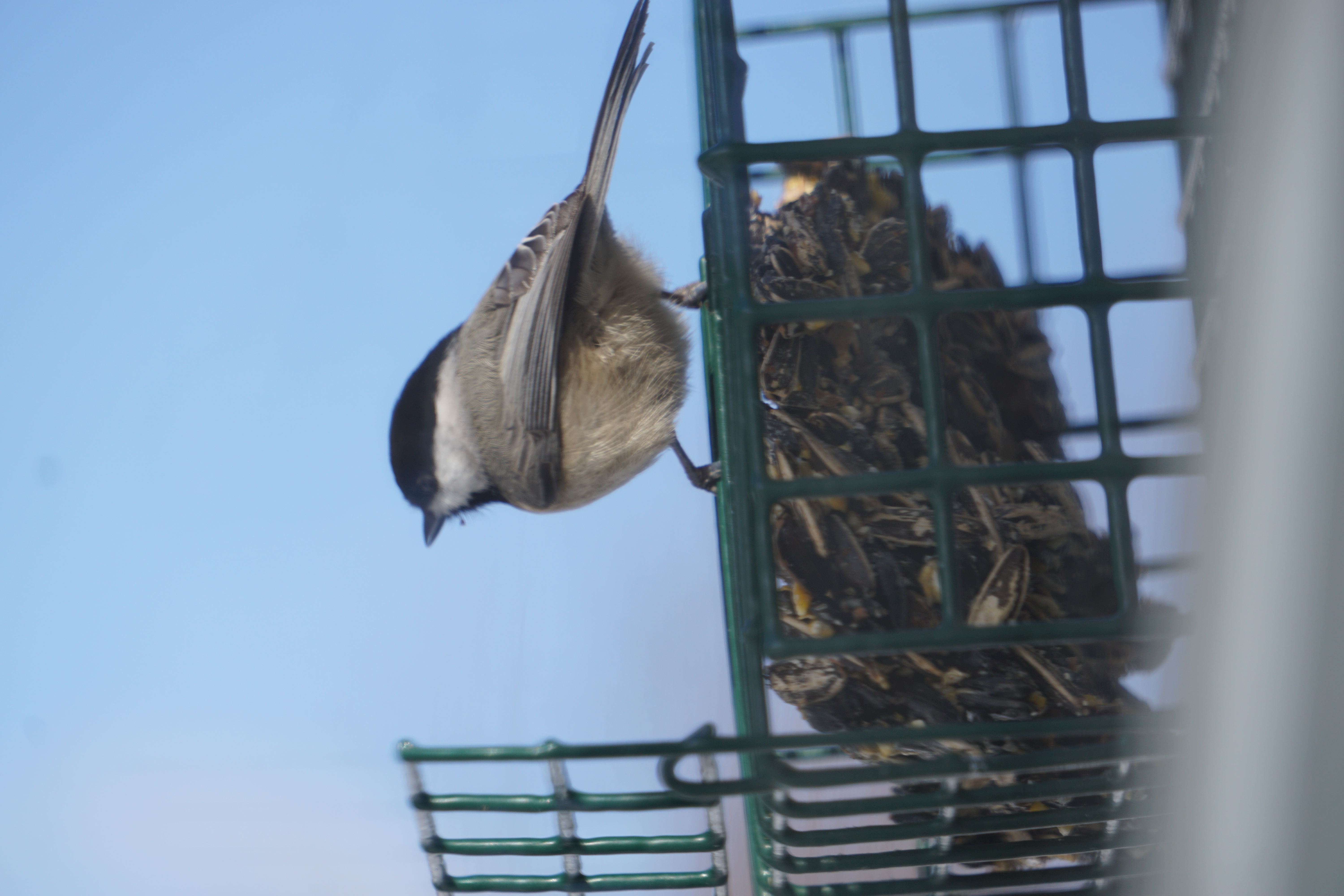 carolina chickadee on suet feeder - bird feeding stations