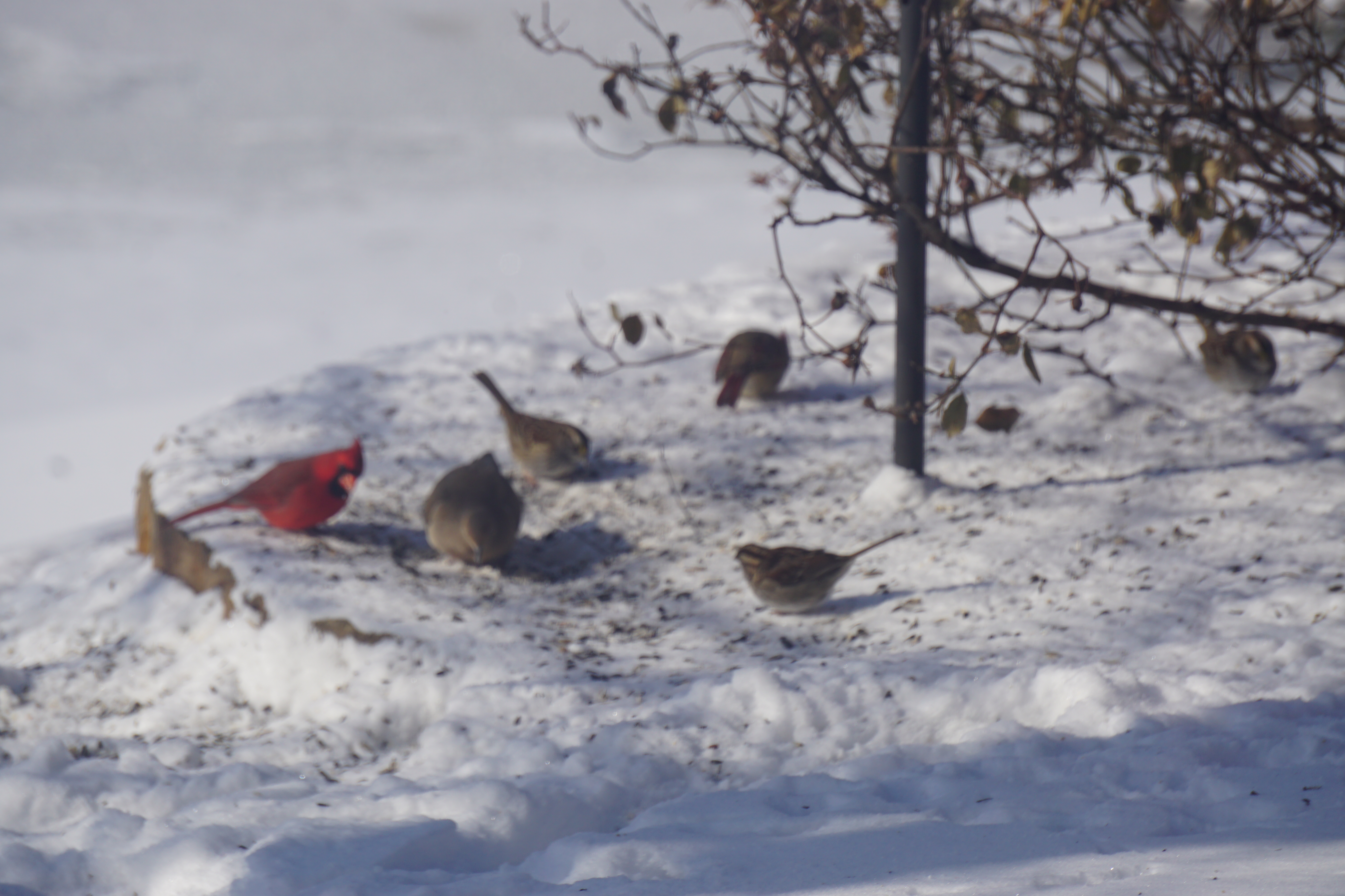 birds at feeder - bird feeding stations