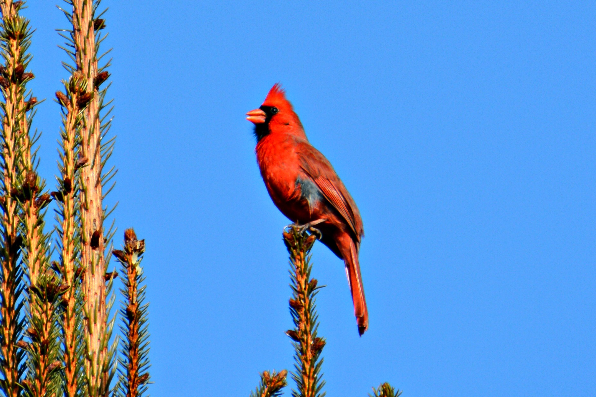 Northern cardinal - Northern cardinal bird