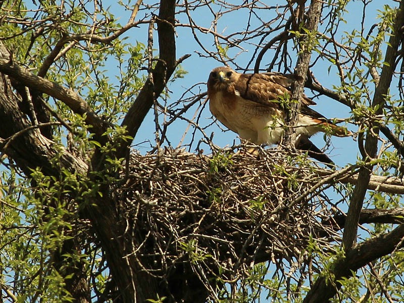 Red-tailed hawk in nest - red tailed hawk habitat