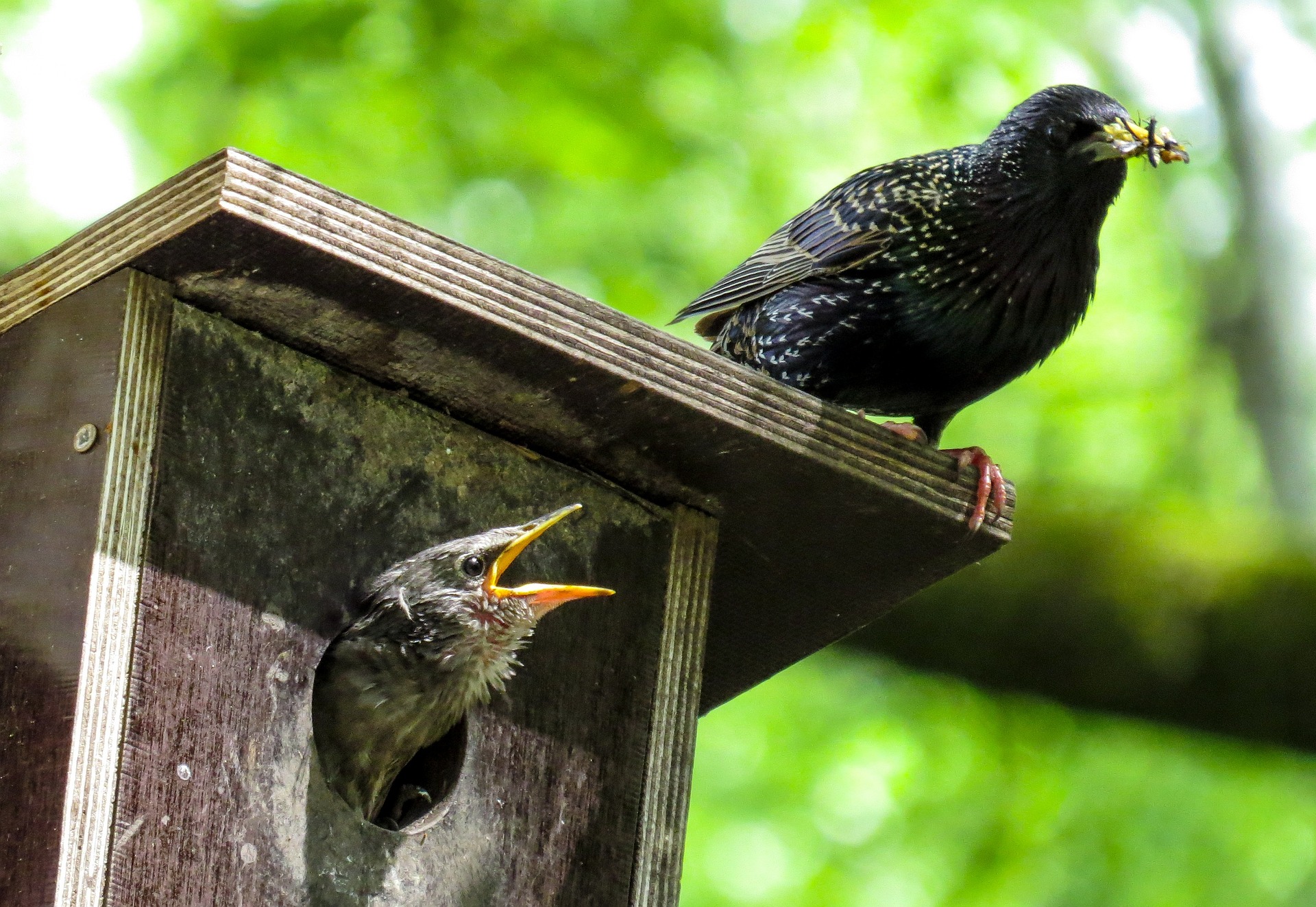 starlings nesting - how to get rid of starlings