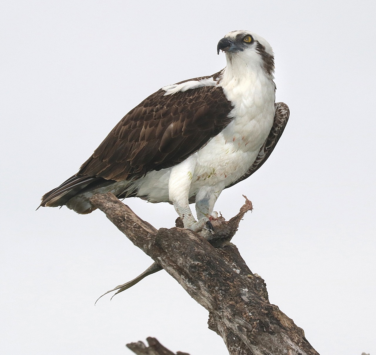 osprey - raptor birds of prey