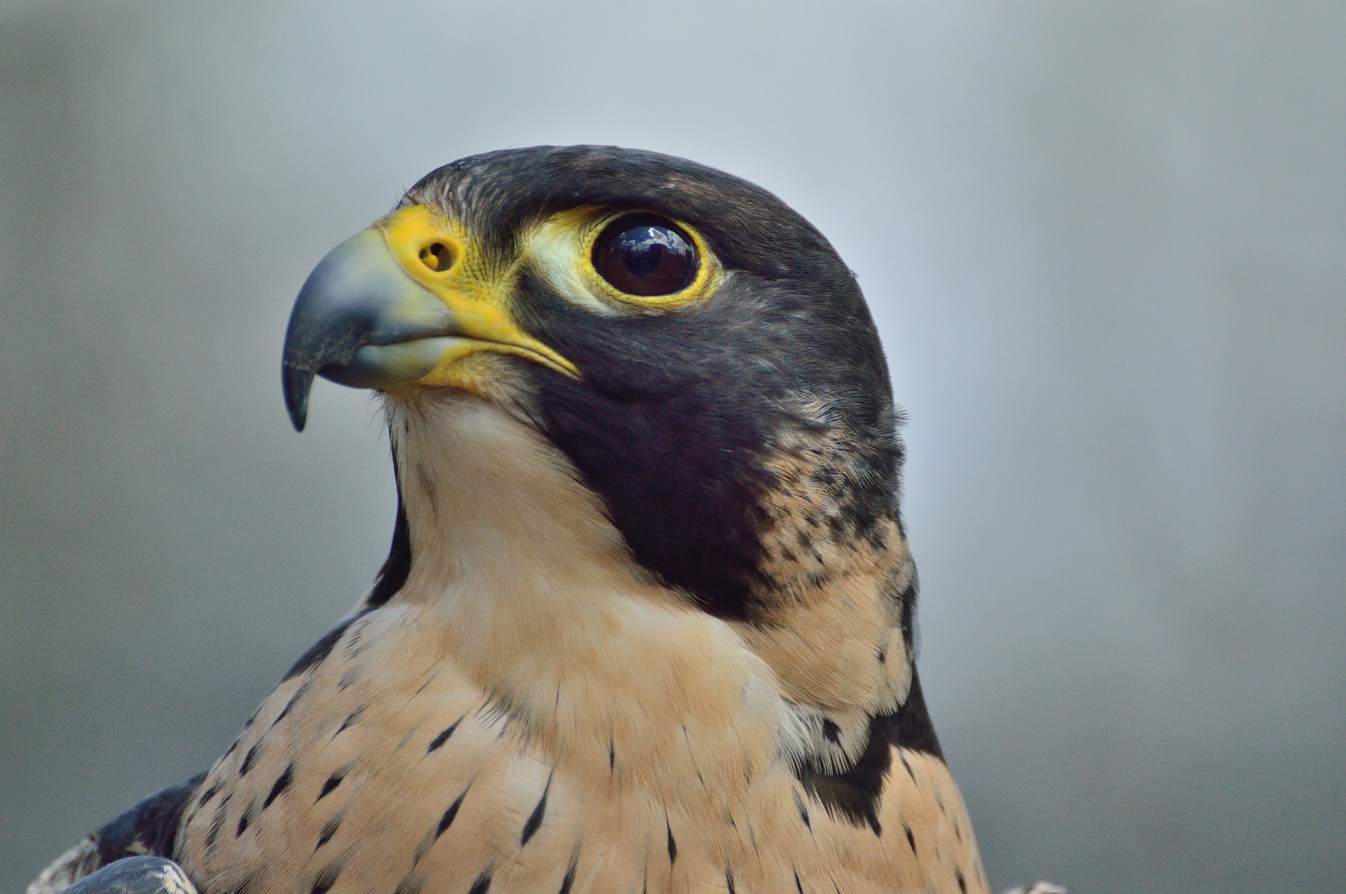 Peregrine falcon - raptors birds of prey