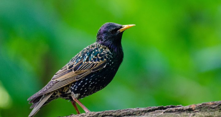 starling - how to get rid of starlings
