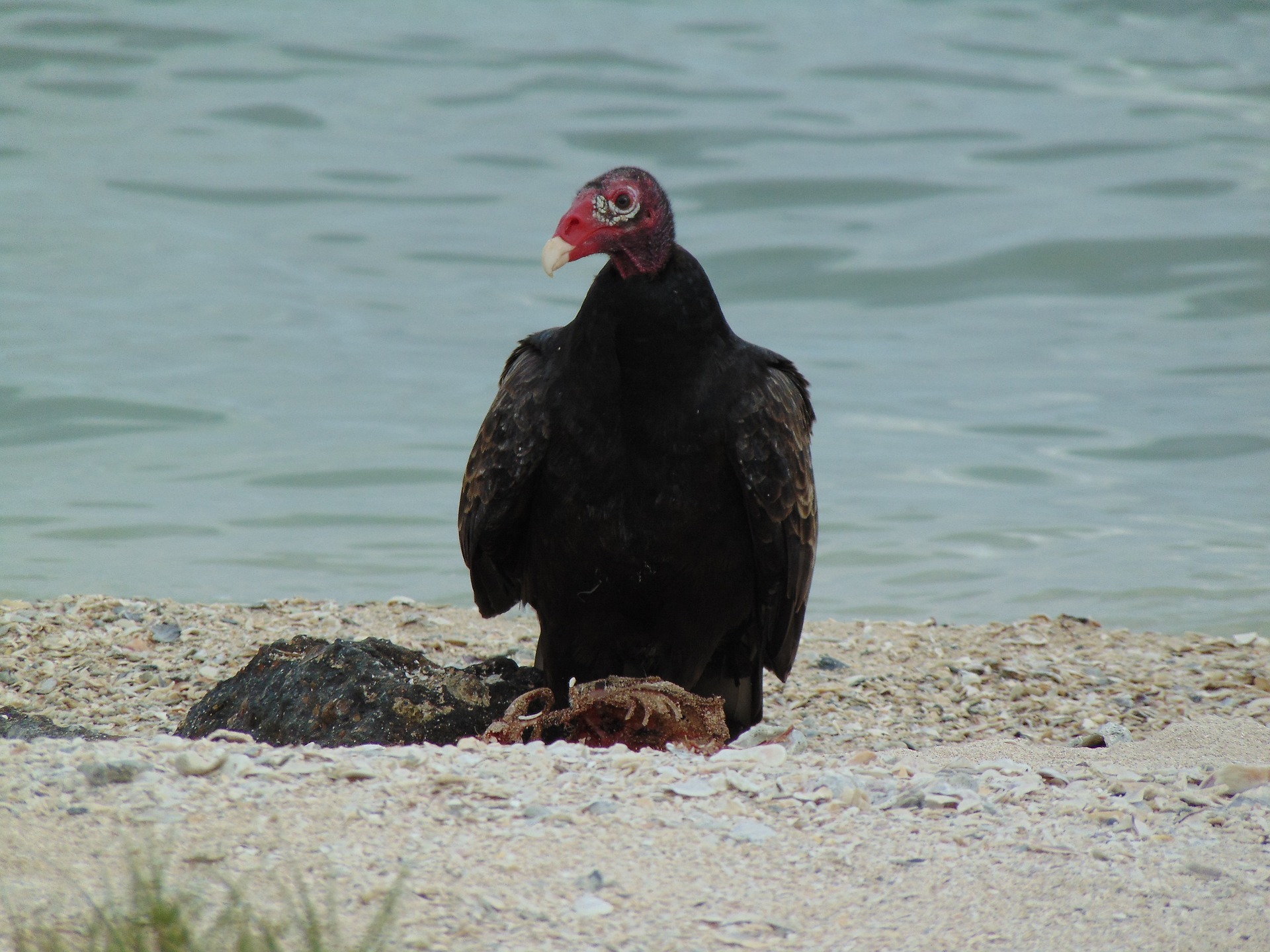 turkey vulture - what is a turkey vulture