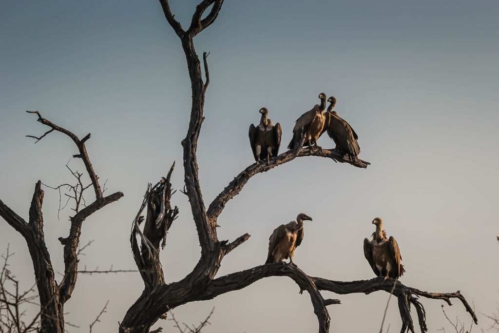 vultures - how do birds keep warm