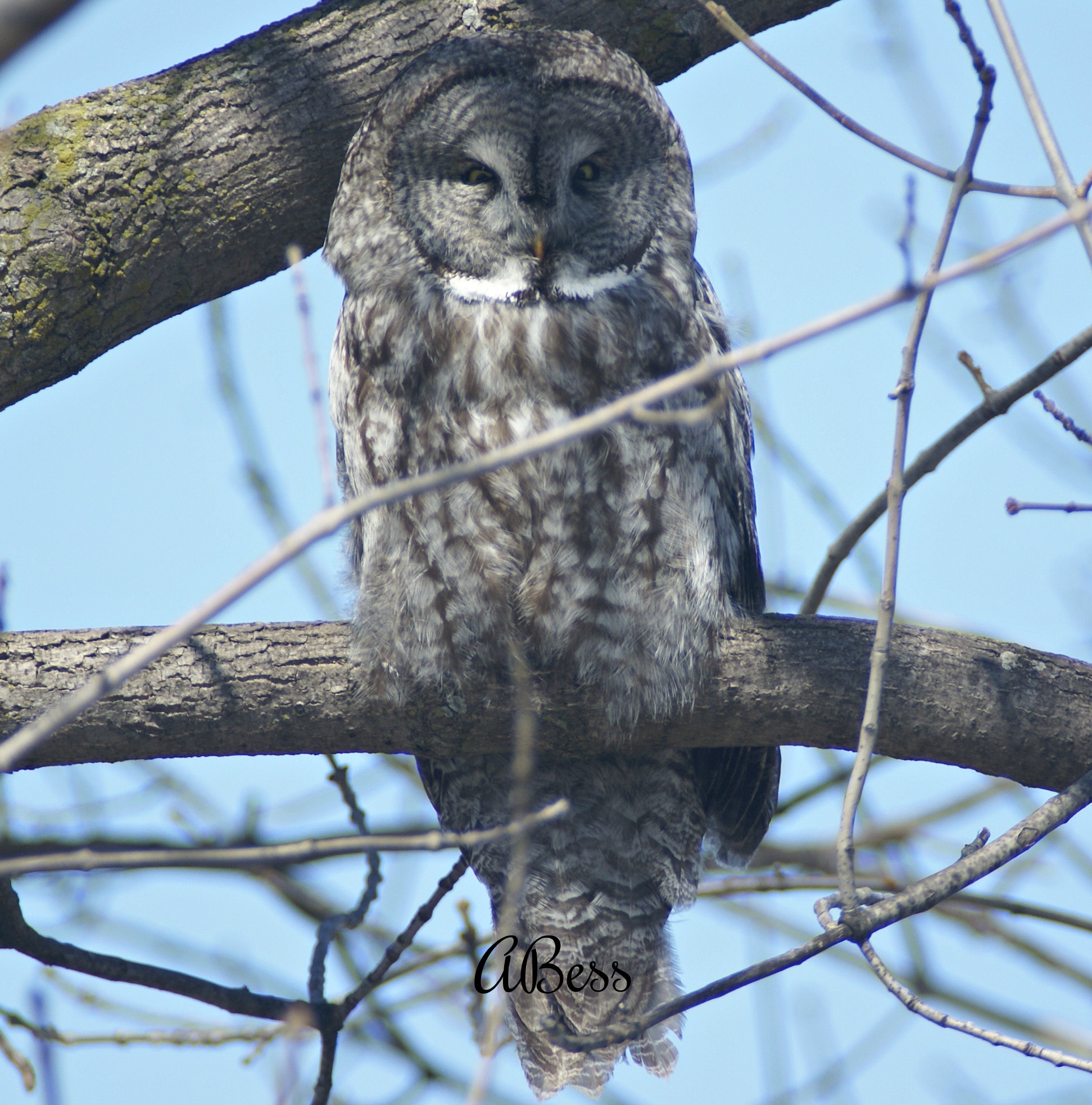 great grey owl - how to find owls