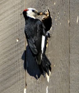 woodpecker nesting in wall - why do woodpeckers peck houses