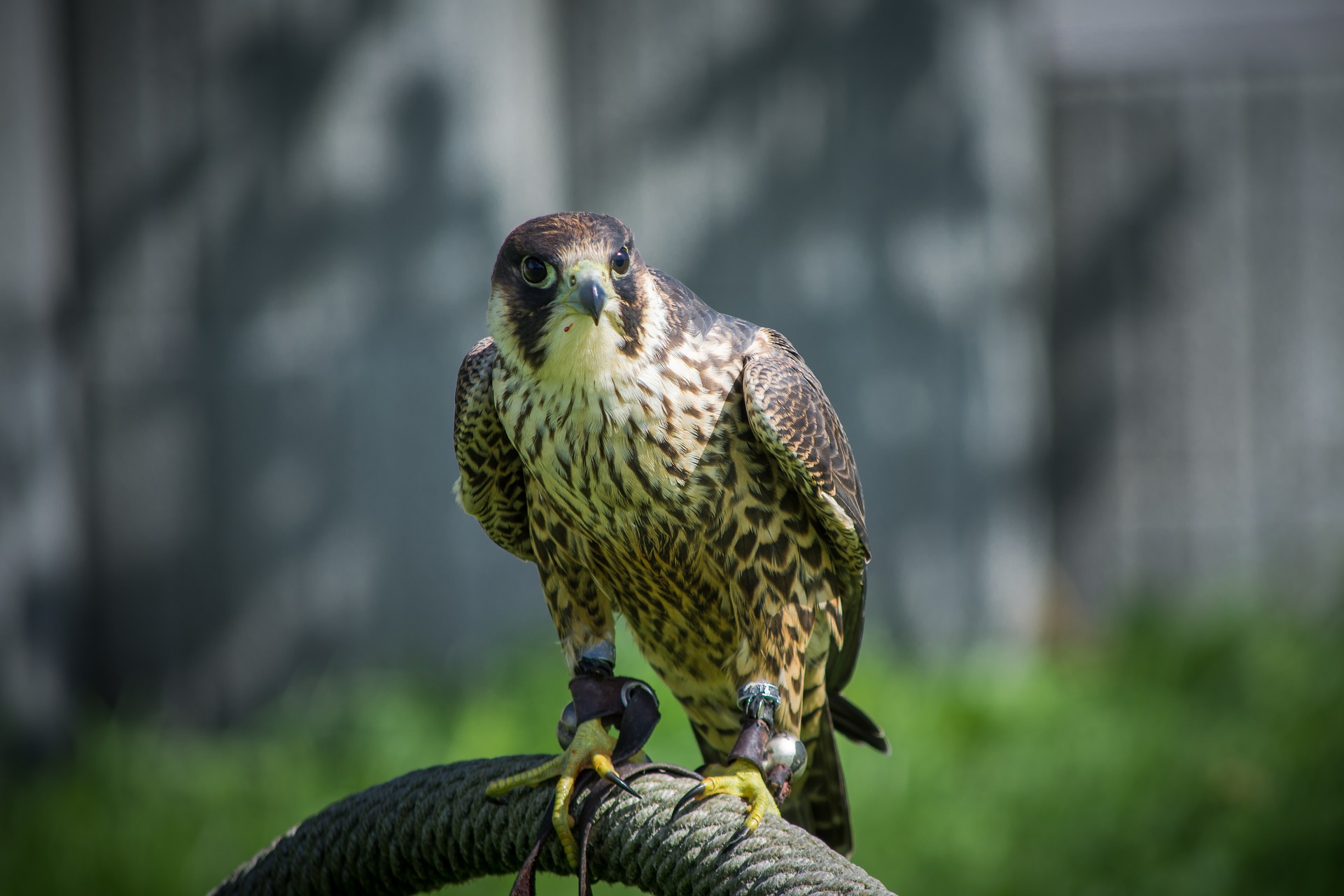peregrine falcon - peregrine falcon speed