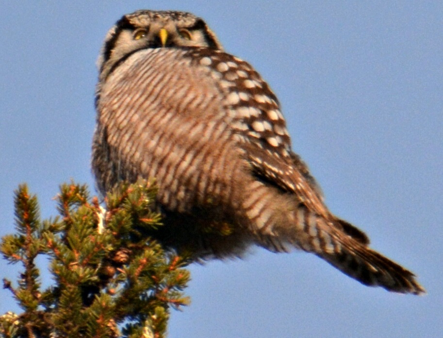 hawk owl - sax-zim bog birding