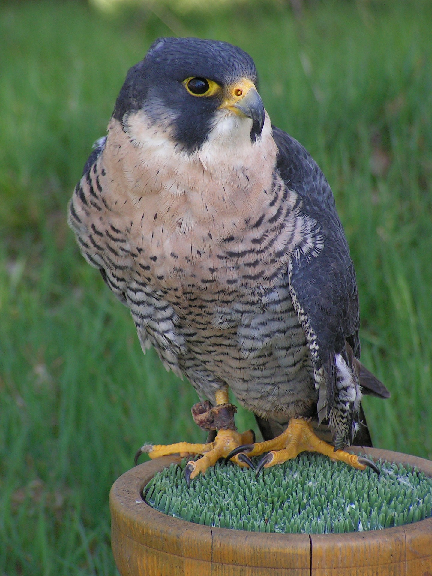 peregrine falcon - peregrine falcon speed