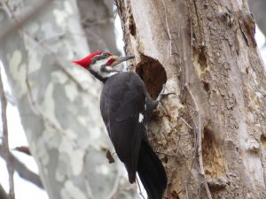 Pileated Woodpecker - Attract Pileated Woodpeckers