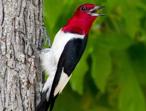 red-headed woodpecker - red headed woodpecker habitat