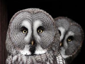 great grey owl - largest owl north america