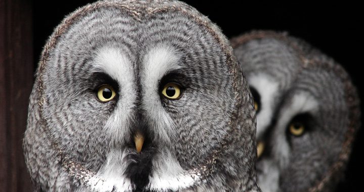 great grey owl - largest owl north america